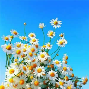 噗噗噗噗撲鋪撲